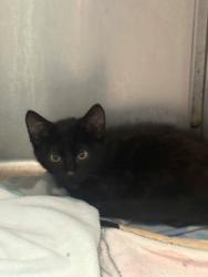 Shelter Stray Unknown Cat last seen Near E Henderson, District 3 - East Cleburne, TX, 2375 Service Dr, Cleburne, TX 76033, USA