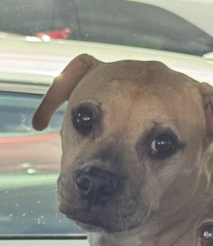 Shelter Stray Unknown Dog last seen Near Buford Hwy, Doraville, GA 30340, 30340, GA, 3280 Chamblee Dunwoody Rd, Chamblee, GA 30341, USA