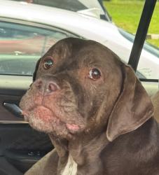 Shelter Stray Unknown Dog last seen Near Buford Hwy, Doraville, GA 30340, 30340, GA, 3280 Chamblee Dunwoody Rd, Chamblee, GA 30341, USA