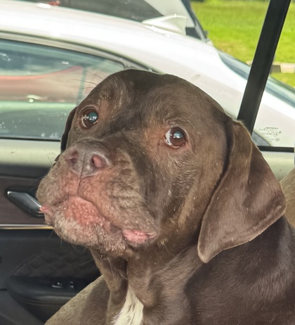 Shelter Stray Unknown Dog last seen Near Buford Hwy, Doraville, GA 30340, 30340, GA, 3280 Chamblee Dunwoody Rd, Chamblee, GA 30341, USA
