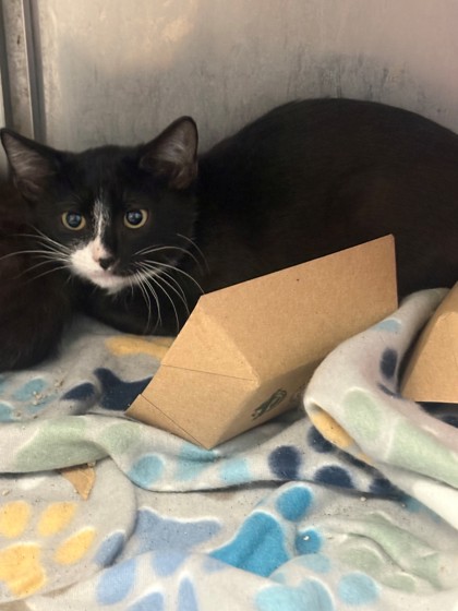 Shelter Stray Unknown Cat last seen Near E Henderson, District 3 - East Cleburne, TX, 2375 Service Dr, Cleburne, TX 76033, USA