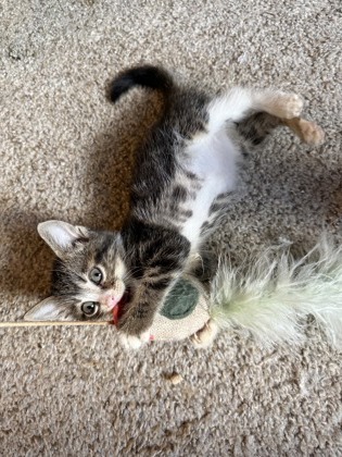 Shelter Stray Female Cat last seen Near Wells Circle, Stone Mountain, GA 30087, 30087, GA, 3280 Chamblee Dunwoody Rd, Chamblee, GA 30341, USA