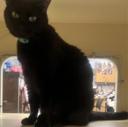 Shelter Stray Male Cat last seen Near Memorial Dr, 30032, GA, 3280 Chamblee Dunwoody Rd, Chamblee, GA 30341, USA