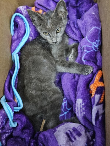 Shelter Stray Male Cat last seen Near Park Place Circle Ellenwood Georgia 30294, 30294, GA, 3280 Chamblee Dunwoody Rd, Chamblee, GA 30341, USA