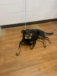 Shelter Stray Female Dog last seen Near WILMOT ST, 70805, LA, 2550 Gourrier Ave, Baton Rouge, LA 70820, USA