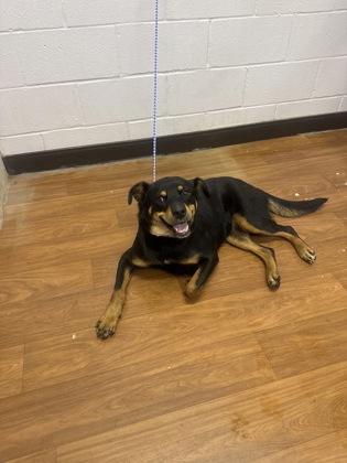 Shelter Stray Female Dog last seen Near WILMOT ST, 70805, LA, 2550 Gourrier Ave, Baton Rouge, LA 70820, USA