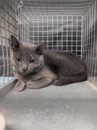 Shelter Stray Female Cat last seen Near WILMOT ST, 70805, LA, 2550 Gourrier Ave, Baton Rouge, LA 70820, USA
