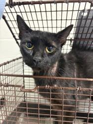 Shelter Stray Male Cat last seen Near block of Bobby Dr, City of Knoxville GP, TN, 3201 Division St, Knoxville, TN 37919, USA