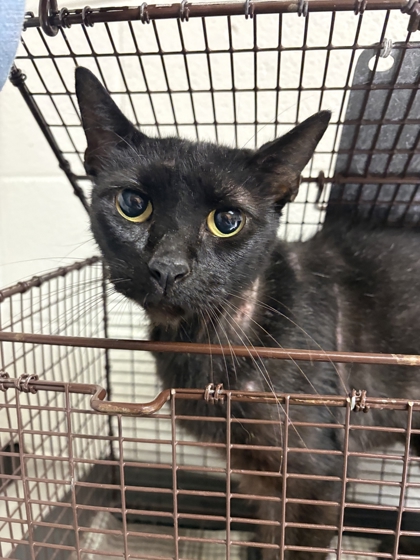 Shelter Stray Male Cat last seen Near block of Bobby Dr, City of Knoxville GP, TN, 3201 Division St, Knoxville, TN 37919, USA
