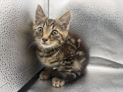 Shelter Stray Male Cat last seen Near block of Blue Diamond way, City of Knoxville GP, TN, 3201 Division St, Knoxville, TN 37919, USA