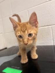 Shelter Stray Male Cat last seen Near Edgemoor Lane, City of Knoxville GP, TN, 3201 Division St, Knoxville, TN 37919, USA