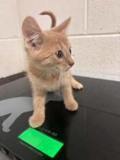 Shelter Stray Male Cat last seen Near Edgemoor Lane, City of Knoxville GP, TN, 3201 Division St, Knoxville, TN 37919, USA