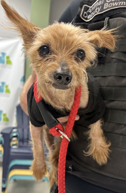 Shelter Stray Male Dog last seen , Harrison County, MS, 2615 25th Ave, Gulfport, MS 39501, USA