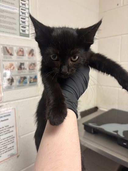 Shelter Stray Male Cat last seen Near Edgemoor Lane, City of Knoxville GP, TN, 3201 Division St, Knoxville, TN 37919, USA