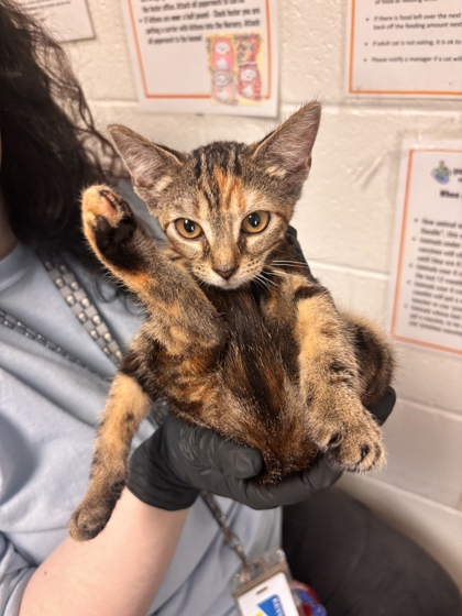 Shelter Stray Female Cat last seen Near Edgemoor Lane, City of Knoxville GP, TN, 3201 Division St, Knoxville, TN 37919, USA