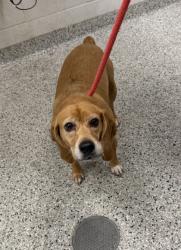 Shelter Stray Female Dog last seen E 55th St & Dr. Martin Luther King Jr. Blvd, 64129, 64129, MO, 7077 Elmwood Ave, Kansas City, MO 64132, USA