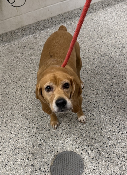 Shelter Stray Female Dog last seen E 55th St & Dr. Martin Luther King Jr. Blvd, 64129, 64129, MO, 7077 Elmwood Ave, Kansas City, MO 64132, USA