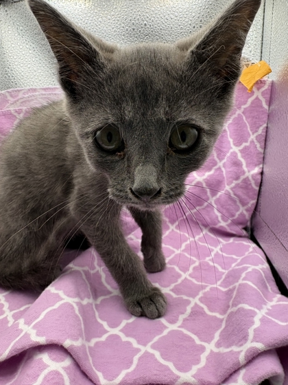 Shelter Stray Male Cat last seen Near block of Jade Rd, City of Knoxville GP, TN, 3201 Division St, Knoxville, TN 37919, USA