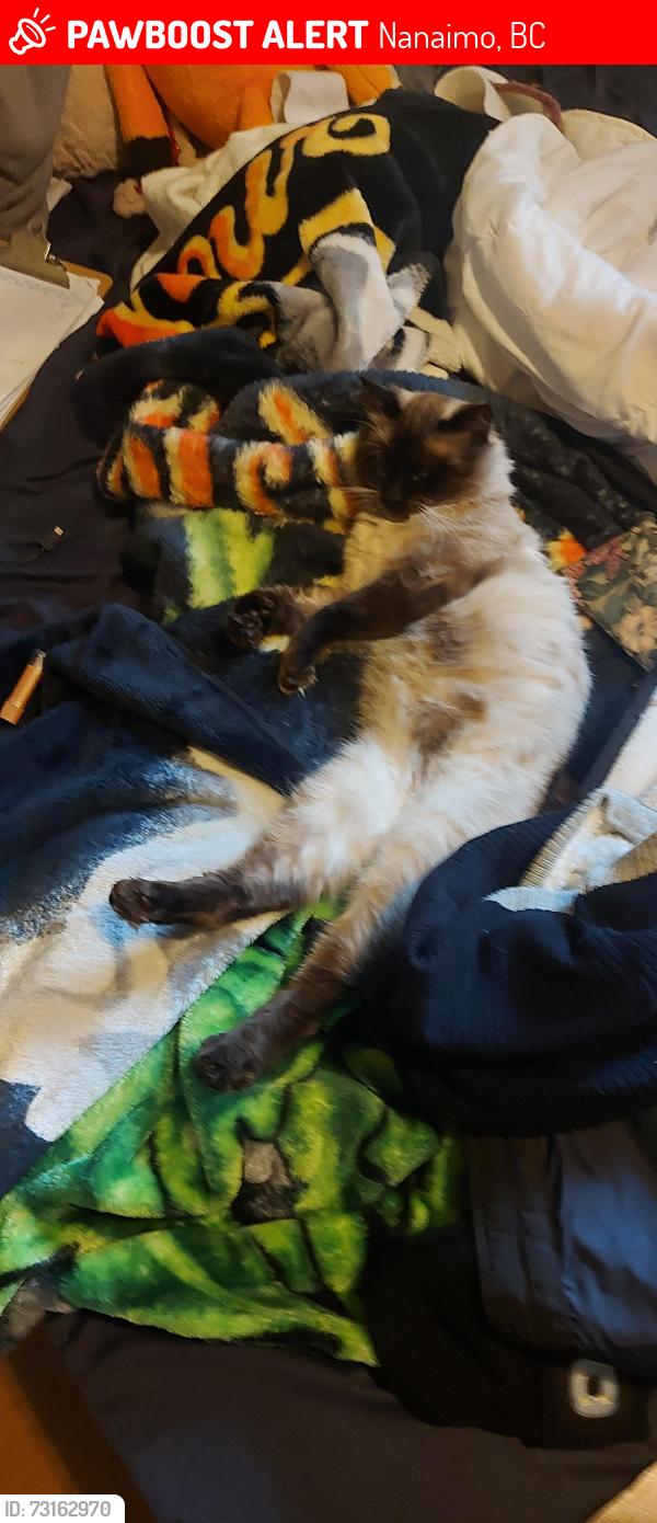 Lost Male Cat last seen Beaconsfeild rd, Nanaimo, BC 
