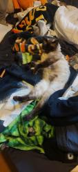 Lost Male Cat last seen Beaconsfeild rd, Nanaimo, BC 