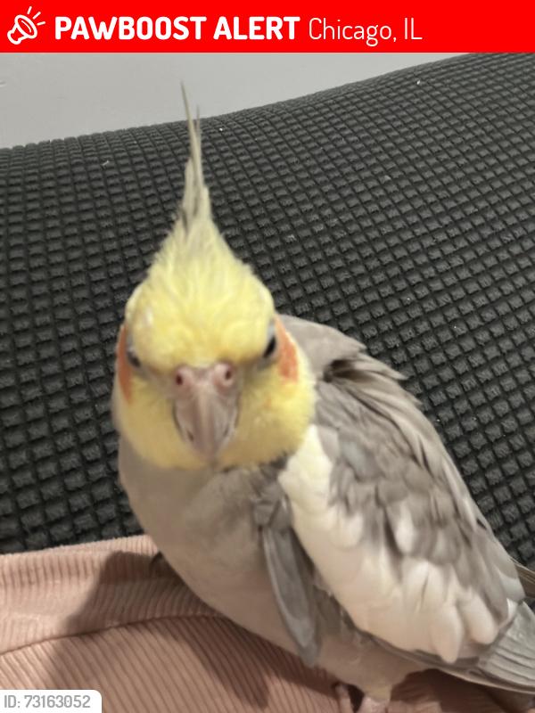 Lost Male Bird last seen Erie and lamon, Chicago, IL 60615