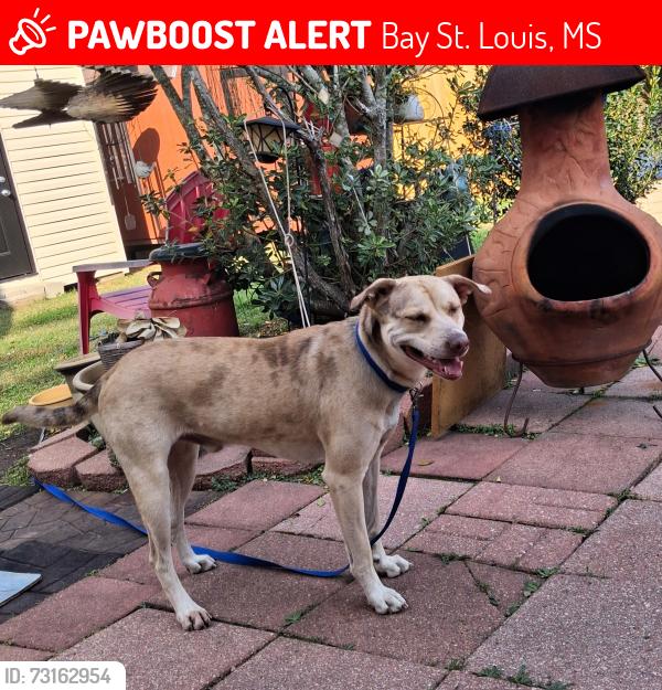 Lost Male Dog last seen At the beach connected by leash to another large black German shepherd, Bay St. Louis, MS 39520