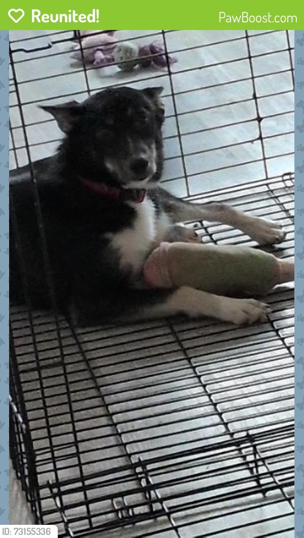 Reunited Female Dog last seen Bond hill hook and fish, Cincinnati, OH 45237