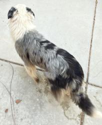 Lost Female Dog last seen Frederick st, Coachella, CA 92236