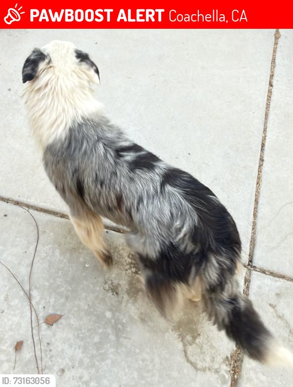 Lost Female Dog last seen Frederick st, Coachella, CA 92236