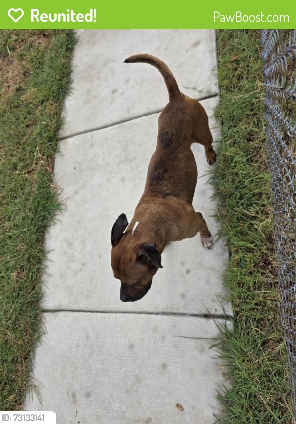 Reunited Male Dog last seen ShadyDell and Johns Way, Fort Worth, TX 76135