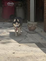 Found/Stray Male Dog last seen Colaparchee ct near Howard high school, Bibb County, GA 31210