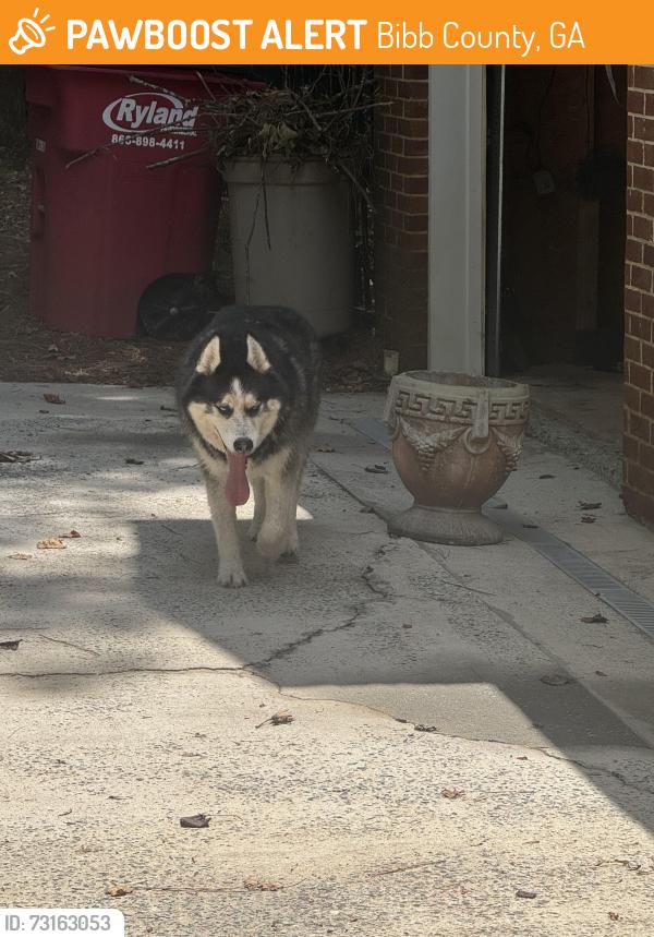 Found/Stray Male Dog last seen Colaparchee ct near Howard high school, Bibb County, GA 31210