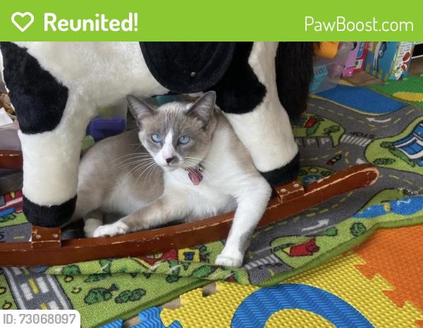 Reunited Female Cat last seen Westhampton Ct., Round Rock, TX 78664