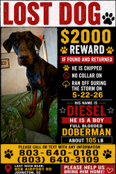 Lost Male Dog last seen Hwy 19 Trenton, Edgefield County, SC 29847
