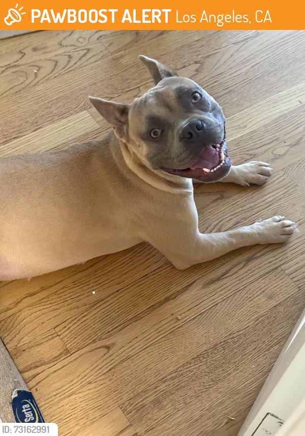 Found/Stray Female Dog last seen Normandie and Pacific Coast Highway, Los Angeles, CA 90710