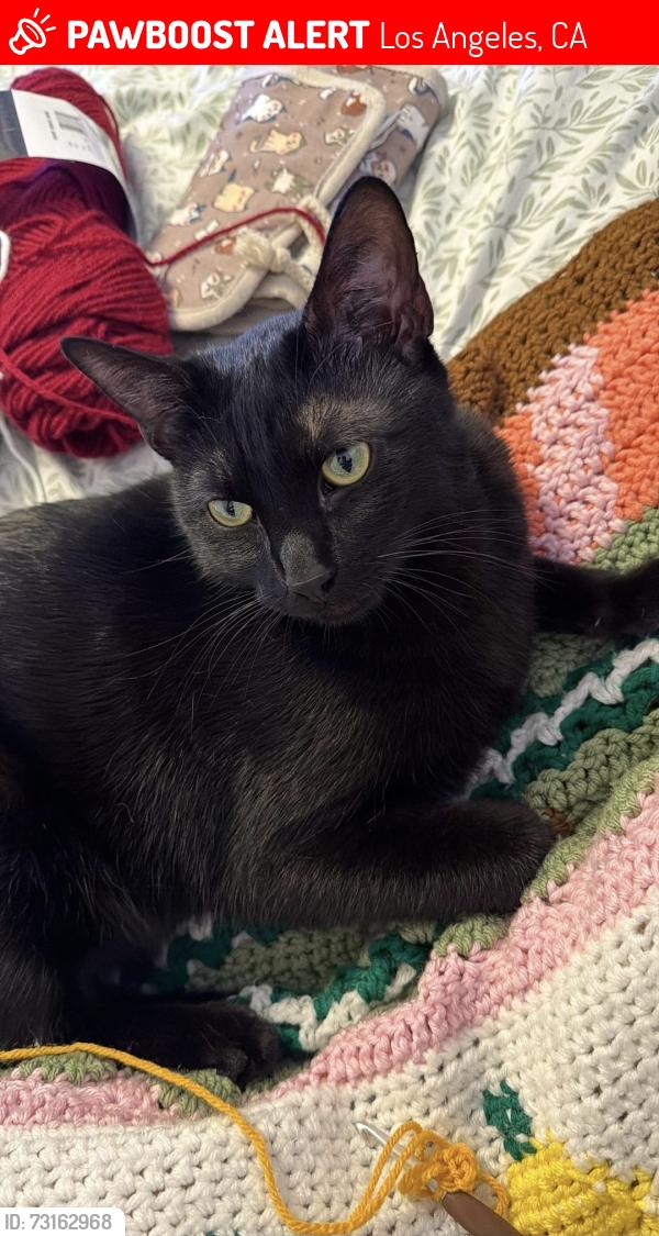 Lost Male Cat last seen Superior street , Supreme Ct street, Huntington Dr., Soto Street, Mission Street, Los Angeles, CA 90032
