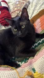 Lost Male Cat last seen Superior street , Supreme Ct street, Huntington Dr., Soto Street, Mission Street, Los Angeles, CA 90032