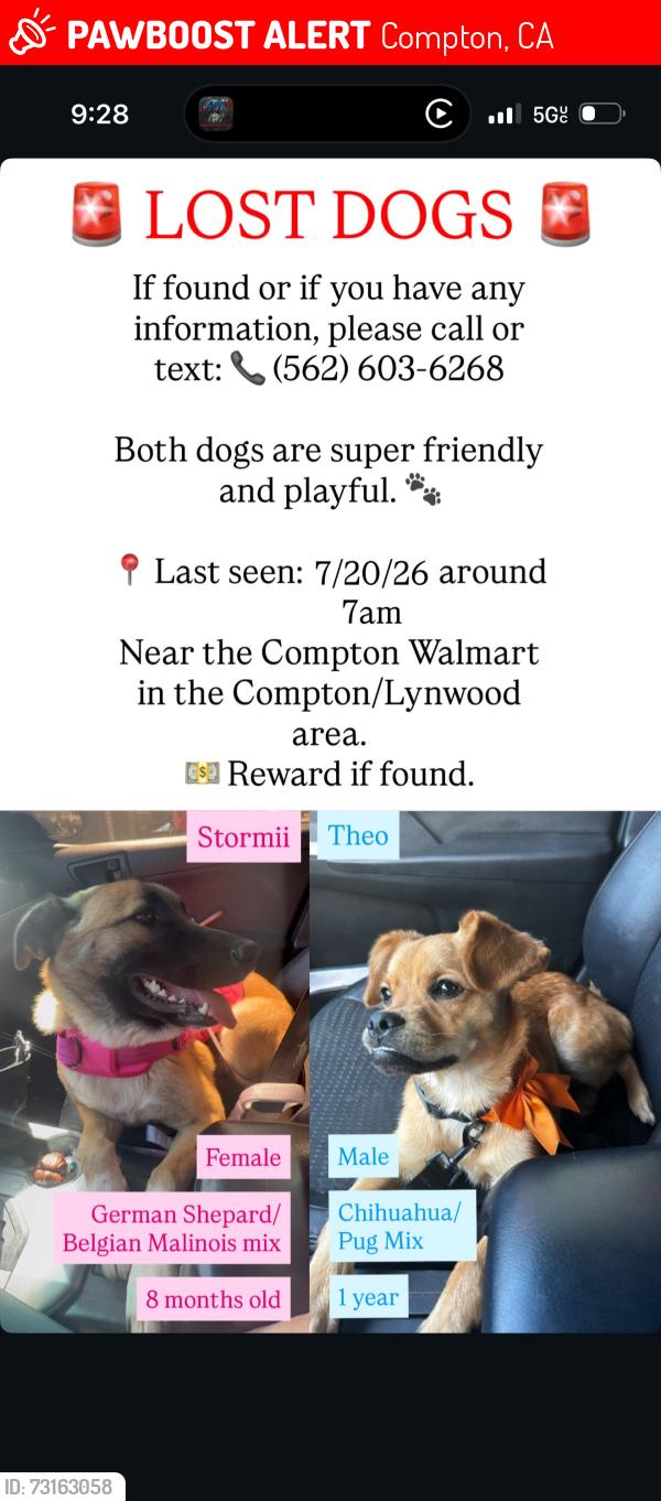 Lost Female Dog last seen Walmart in Compton Lynwood area, Compton, CA 90220