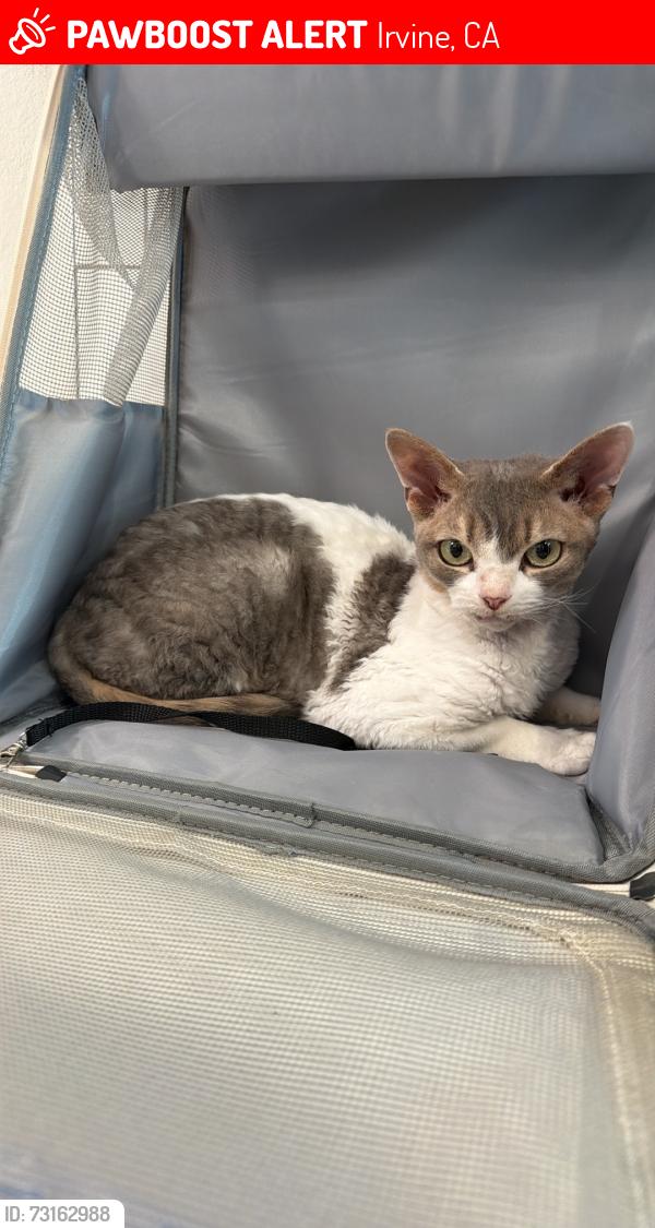 Lost Female Cat last seen Near Gumwood, Irvine, CA 92612, Irvine, CA 92612