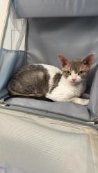 Lost Female Cat last seen Near Gumwood, Irvine, CA 92612, Irvine, CA 92612