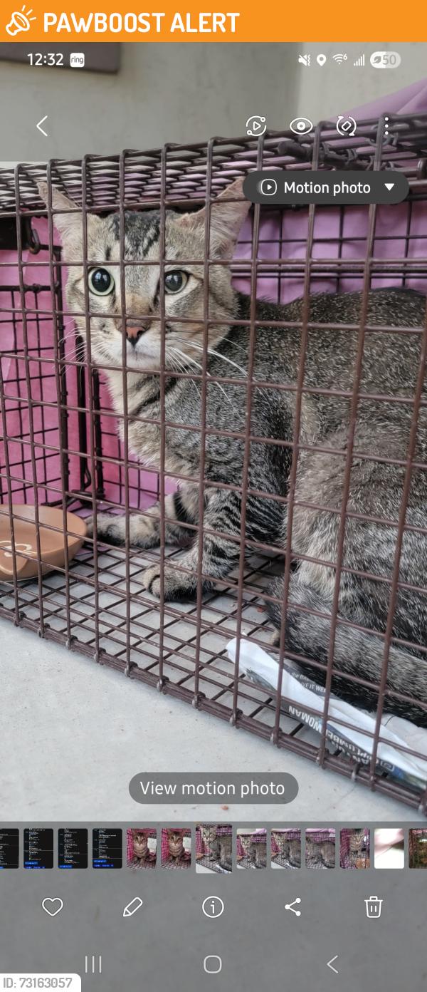 Found/Stray Unknown Cat last seen Superstition blvd-Havenly community, Apache Junction, AZ 85119