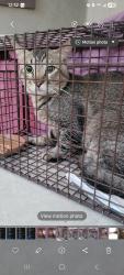 Found/Stray Unknown Cat last seen Superstition blvd-Havenly community, Apache Junction, AZ 85119