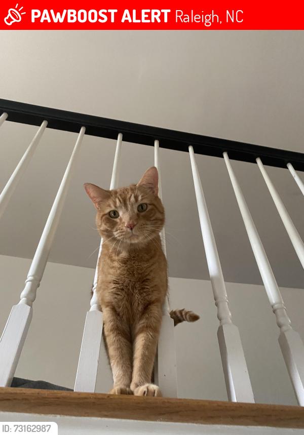 Lost Male Cat last seen raleigh rose garden, Raleigh, NC 27607