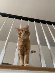 Lost Male Cat last seen raleigh rose garden, Raleigh, NC 27607