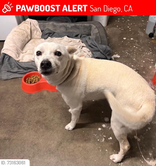 Lost Female Dog last seen Near Elm Ave San Diego Ca 92154, San Diego, CA 92154