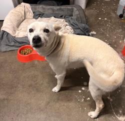 Lost Female Dog last seen Near Elm Ave San Diego Ca 92154, San Diego, CA 92154