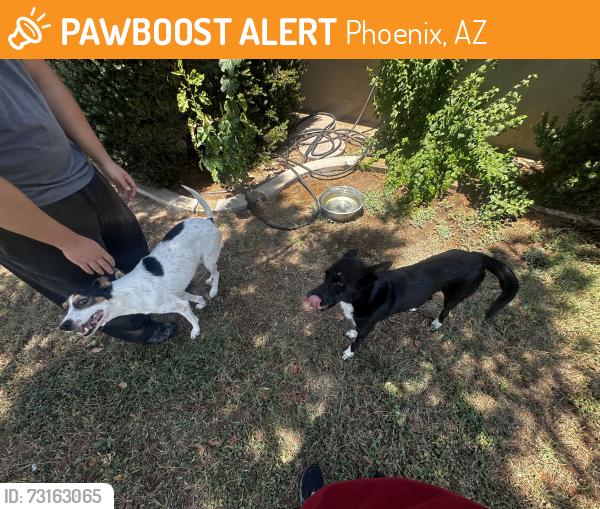 Found/Stray Male Dog last seen Glendale and 35th, Phoenix, AZ 85019