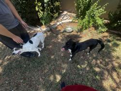Found/Stray Male Dog last seen Glendale and 35th, Phoenix, AZ 85019