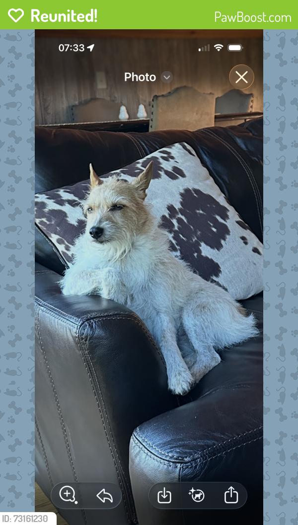 Reunited Female Dog last seen Near Barton Chapel Road, Apple Grove, WV 25502