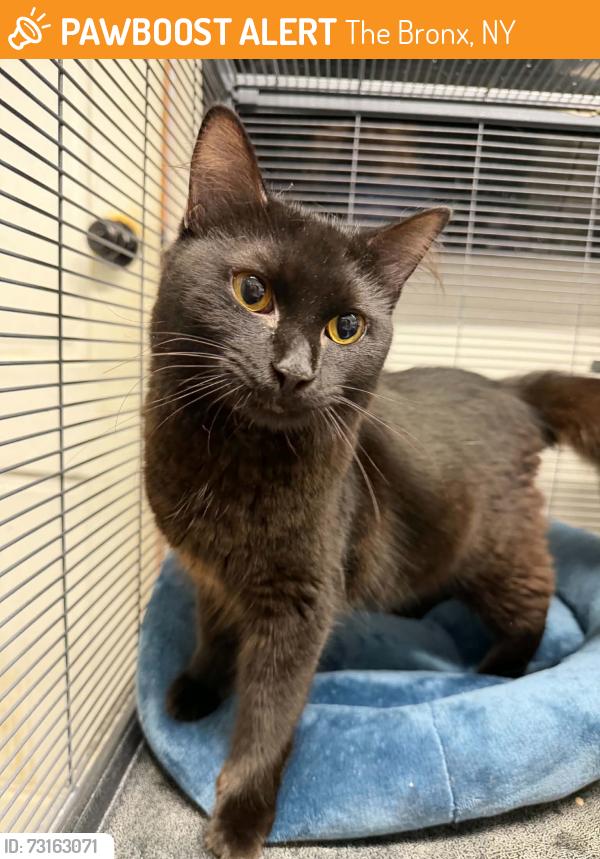 Found/Stray Male Cat last seen E233rd st, The Bronx, NY 10466